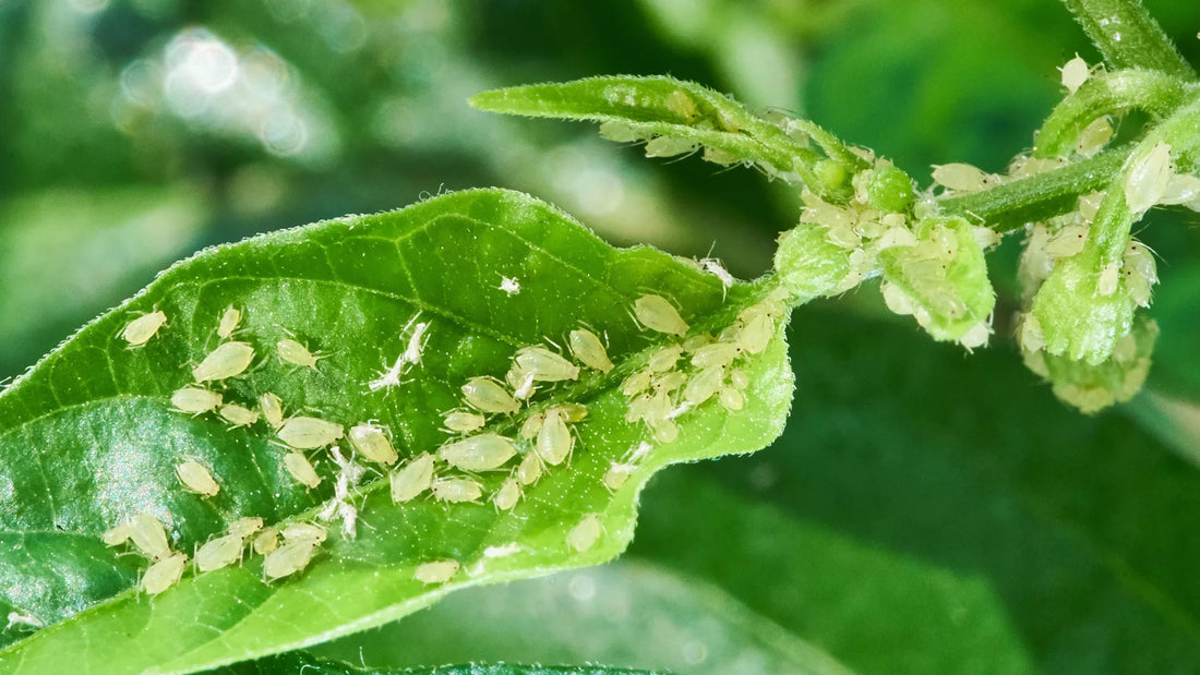 Plant Pests: Aphids in Your Vertical Garden