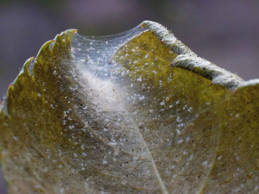 How to Prevent and Treat Spider Mites in Your Vertical Garden