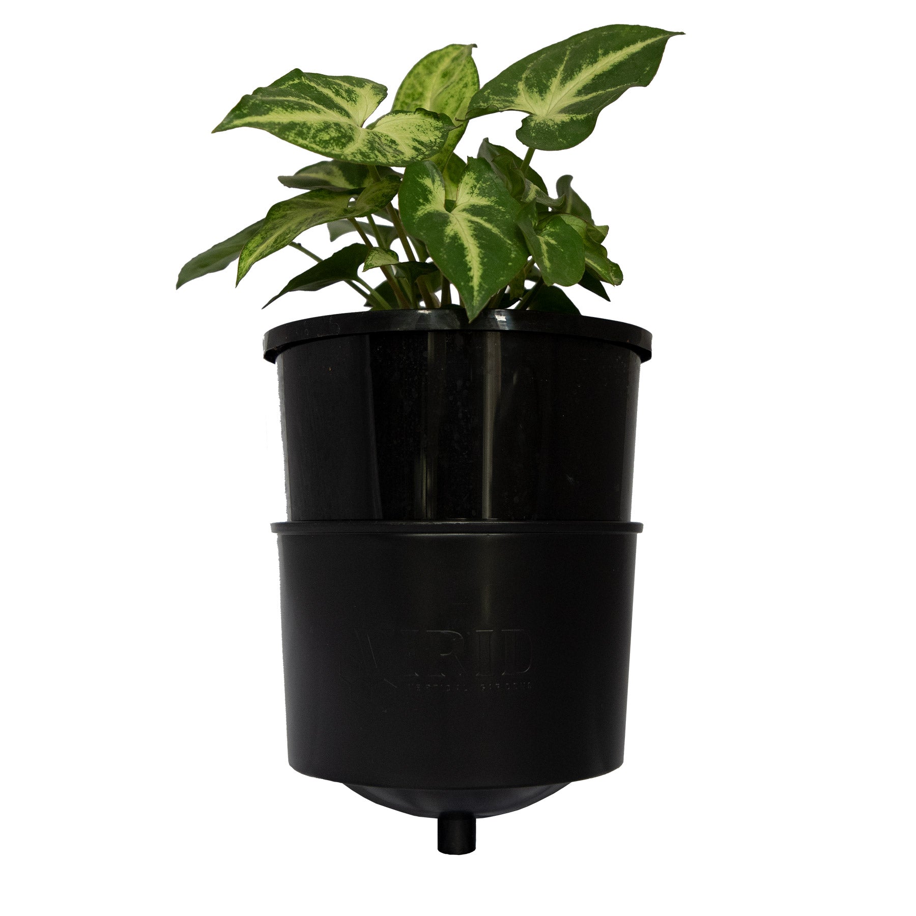 easy grow pot holder plant
